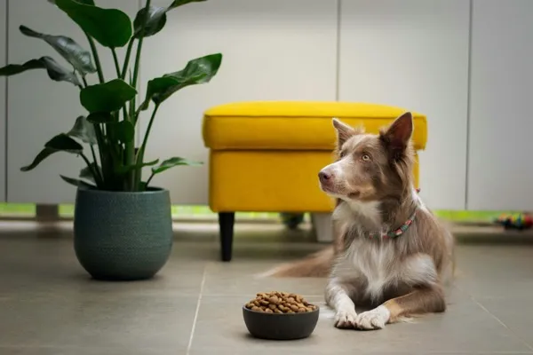 Dog relaxing at home with food bowl
